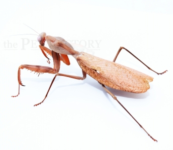 Rhombodera kirbyi