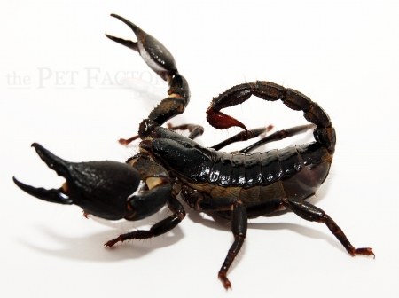 Heterometrus cyaneus CT
