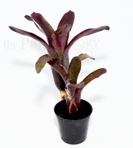 Neoregelia spec. AMAZON