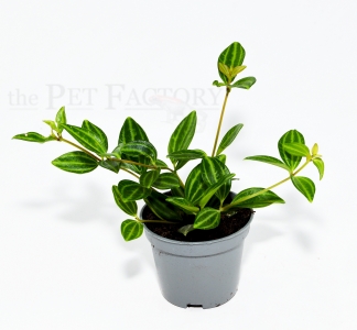 Peperomia angulata