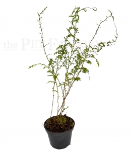 Selaginella griffithii