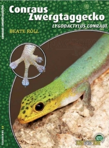 Conraus Zwergtaggecko Lygodactylus conraui