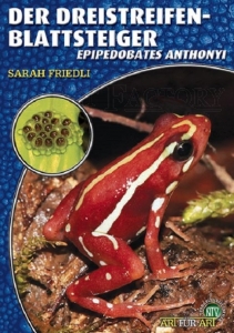 Der Dreistreifen-Blattsteiger Epipedobates anthonyi