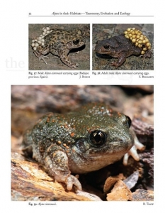 Midwife Toads The Genus Alytes