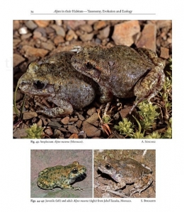 Midwife Toads The Genus Alytes