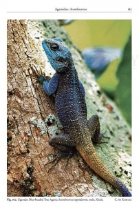 Reptiles and Amphibians of Kenya