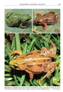 Reptiles and Amphibians of Kenya