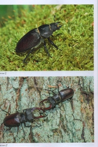 Das große BLV Handbuch Insekten