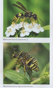 Das große BLV Handbuch Insekten