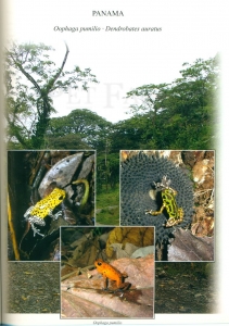 Dendrobatidae Band IV Baumsteigerfrösche Poison Frogs 2006–2012 Ecuador Panama Peru