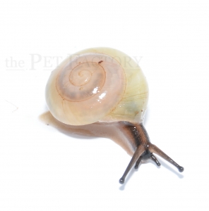 Pleurodonte isabella BARBADOS BLUE