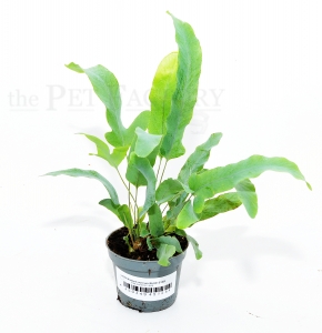 Phlebodium aureum BLUE STAR