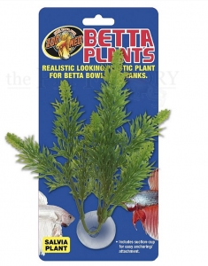 Betta Plant - Salvia