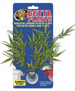 Betta Plant - Bamboo