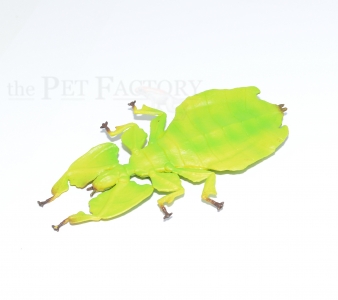 Phyllium Figur
