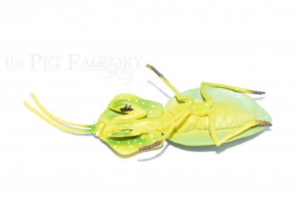 Rhombodera Figur
