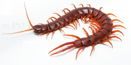 Scolopendra spec. Hispaniola RED GIANT XL