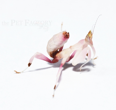 Hymenopus coronatus