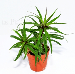 Cryptanthus microglazioui