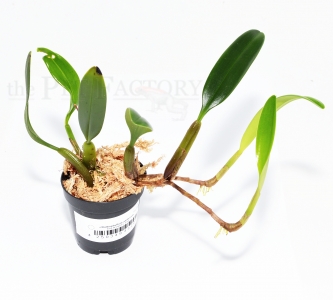 Bulbophyllum ambrosia