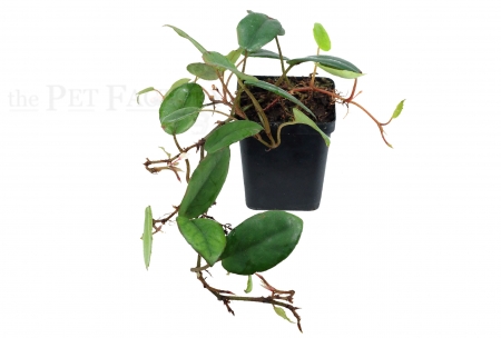 Begonia schulzei