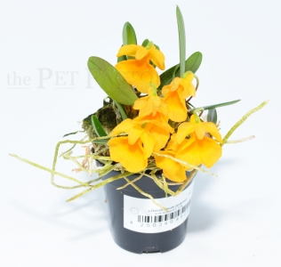 Dendrobium jenkinsii