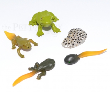 Froschset fünfteilig