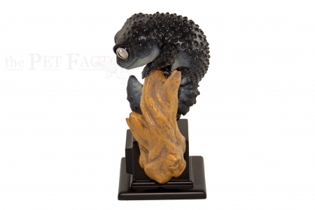 Japanfigur Eublepharis macularius BLACK NIGHT STUDIO SERIES