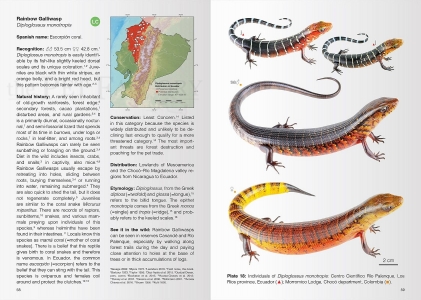 Reptiles of Ecuador - Life in the middle of the World