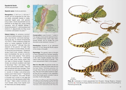 Reptiles of Ecuador - Life in the middle of the World