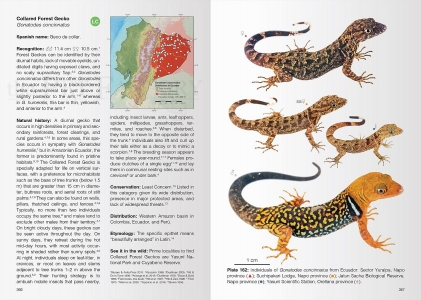 Reptiles of Ecuador - Life in the middle of the World