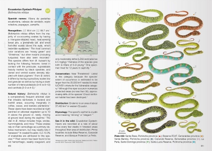 Reptiles of Ecuador - Life in the middle of the World