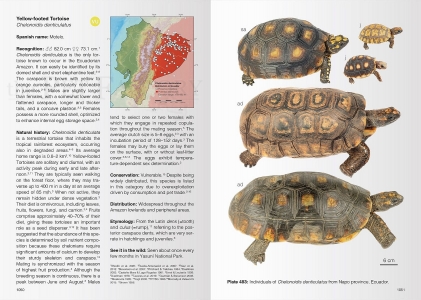 Reptiles of Ecuador - Life in the middle of the World