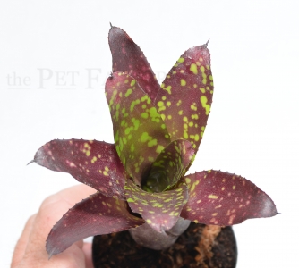 Neoregelia chlorosticta