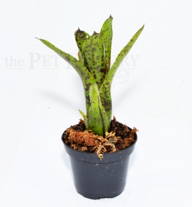Neoregelia doris