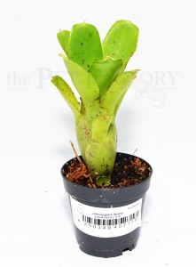 Neoregelia ileana