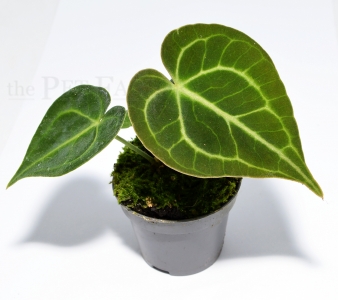 Anthurium clarinevium