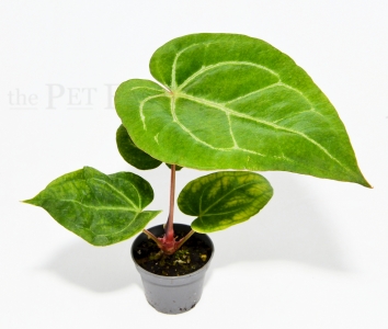 Anthurium crystallinum s