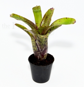 Neoregelia agnes