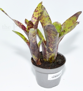 Neoregelia caviar