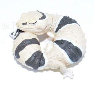 Japanfigur Hemitheconyx caudicinctus 2