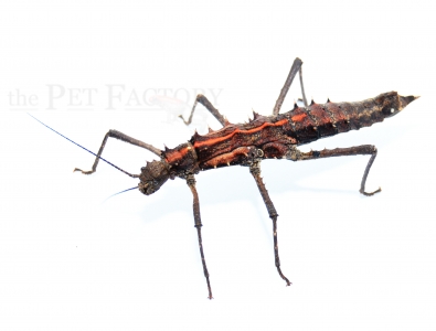 Tisamenus spec. PALAUI