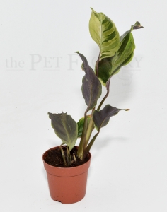 Calathea YELLOW FUSION