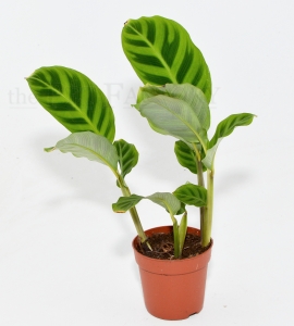 Calathea zebrina