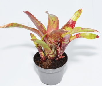 Neoregelia demeter