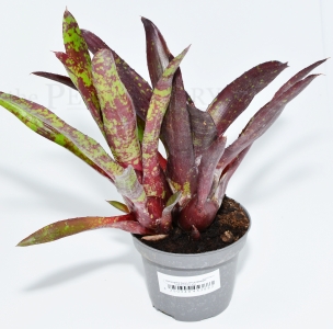 Neoregelia hera LITTLE BRIGHT