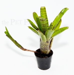 Neoregelia pigmenia