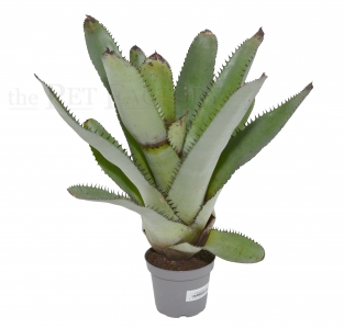 Neoregelia silvomontana