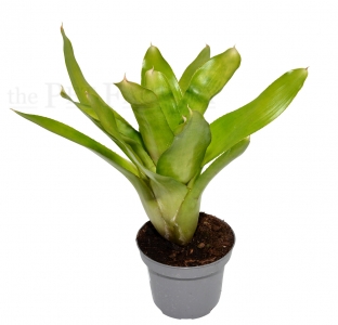 Neoregelia VICTORIA SECRET