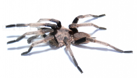 Chilobrachys dyscolus BLUE XL